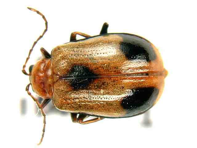 南米コブハムシの仲間 ２ 南米コブハムシの仲間 2 <0729z昆虫標本> 南アメリカの昆虫